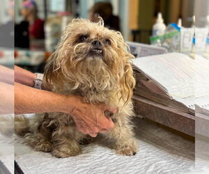 Shih-Poo Dogs for adoption in Benton, LA, USA