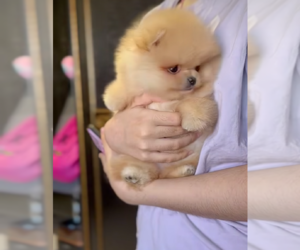 Pomeranian Puppy for Sale in GRAND RAPIDS, Michigan USA