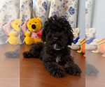 BichPoo puppies - Male Bichpoo Puppy for Sale - Photo #19
