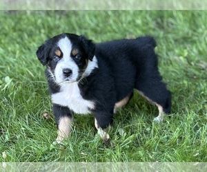 Australian Shepherd Puppy for sale in ROCK STREAM, NY, USA