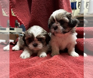Shih Tzu Puppy for sale in CANONSBURG, PA, USA