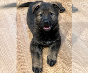 German Shepherd Dog Puppy for sale in JEFFERSON, OR, USA