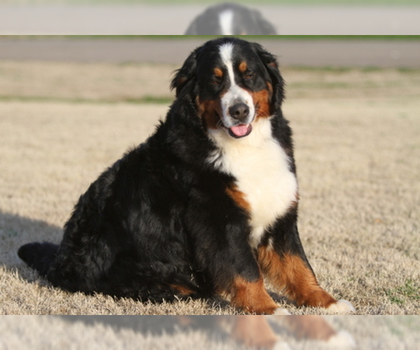 View Ad Bernese Mountain Dog Litter of Puppies for Sale