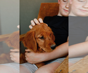 Medium Golden Retriever