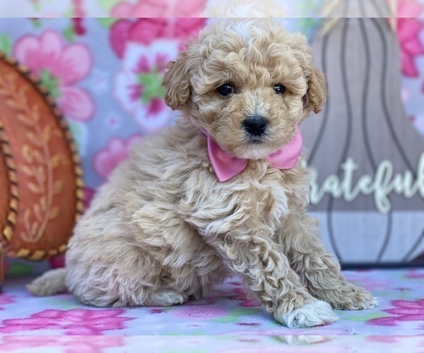 Medium Photo #4 Schnoodle (Miniature) Puppy For Sale in LANCASTER, PA, USA