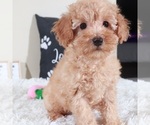 Small #2 Bichpoo mix (+ Bichon Frise)