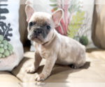 Small #1 French Bulldog