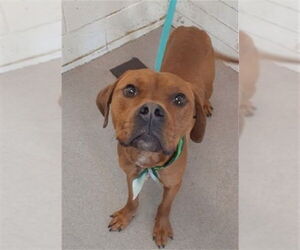 Mutt Dogs for adoption in San Bernardino, CA, USA