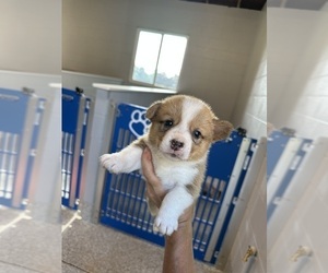 Pembroke Welsh Corgi Litter for sale in OCALA, FL, USA