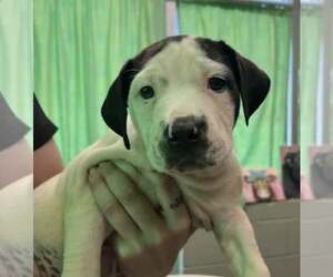 Mastiff-Unknown Mix Dogs for adoption in SHERBURNE, NY, USA