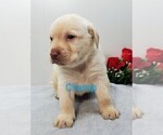 Small #5 Labrador Retriever