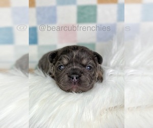 French Bulldog Puppy for sale in FRANKLIN, IN, USA