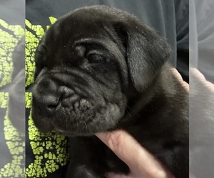 Cane Corso-Daniff Mix Puppy for sale in WARSAW, IN, USA