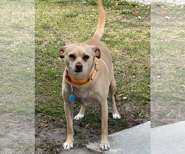 Medium Photo #1 Mutt Puppy For Sale in Royal Palm Beach, FL, USA