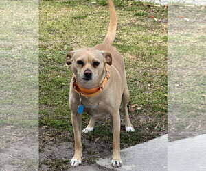 Mutt Dogs for adoption in Royal Palm Beach, FL, USA