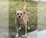 Waldo - Male Mutt Dog for Adoption - Small photo