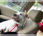 Small #21 American Bulldog Mix