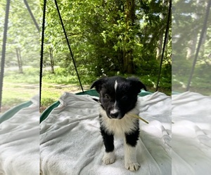 Medium Border-Aussie