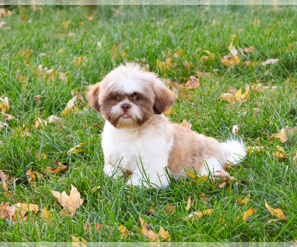 Medium Photo #6 Shih Tzu Puppy For Sale in SYRACUSE, IN, USA