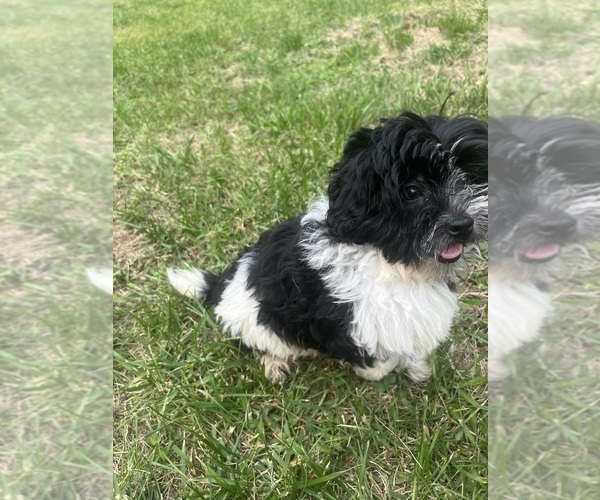 Medium Photo #11 Poodle (Miniature)-ShihPoo Mix Puppy For Sale in DURHAM, CT, USA