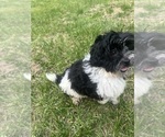 Small #10 Poodle (Miniature)-ShihPoo Mix