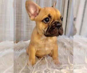 French Bulldog Puppy for Sale in DANBURY, Connecticut USA