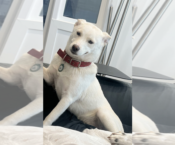 Medium Photo #5 Mutt Puppy For Sale in Germantown, OH, USA