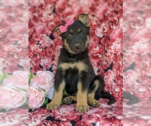 German Shepherd Dog Puppy for sale in KIRKWOOD, PA, USA