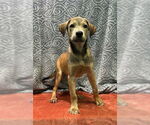 Small #1 Labrador Retriever Mix