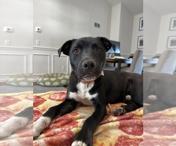 Medium Photo #30 Mutt Puppy For Sale in Boston, MA, USA