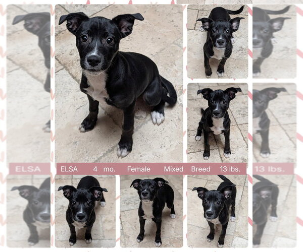 Medium Photo #8 Mutt Puppy For Sale in Mesa, AZ, USA