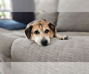 Beagle-Redbone Coonhound Mix Dogs for adoption in Springdale, PA, USA