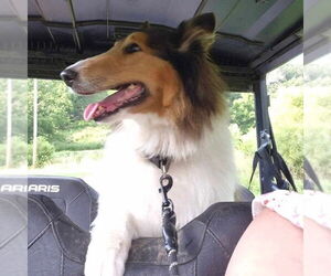 Collie Dogs for adoption in Dublin, OH, USA