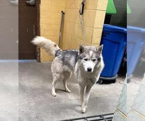 Siberian Husky Dogs for adoption in Stockton, CA, USA
