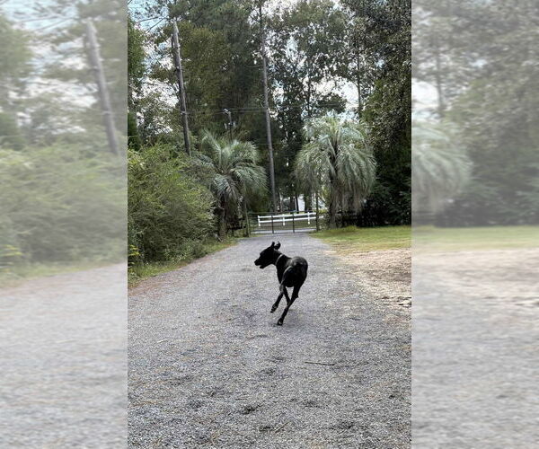 Medium Photo #3 Great Dane Puppy For Sale in Bullard, TX, USA