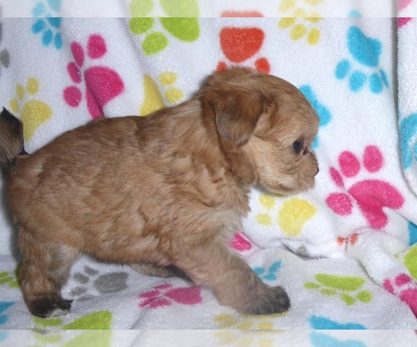 Medium Photo #2 Morkie Puppy For Sale in ORO VALLEY, AZ, USA
