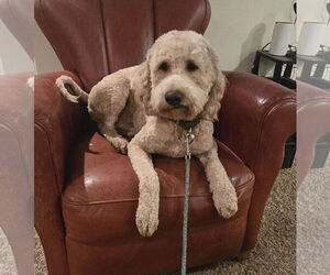 Golden Retriever Dogs for adoption in Pottstown, PA, USA