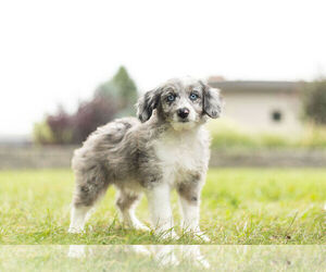 Aussiedoodle Puppy for Sale in WARSAW, Indiana USA