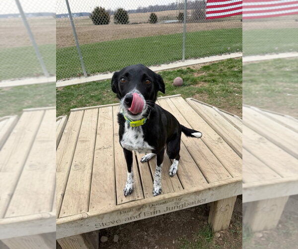 Medium Photo #3 Border Collie-Unknown Mix Puppy For Sale in Pierceton , IN, USA