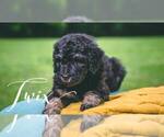 Small Photo #6 Bernedoodle Puppy For Sale in BENTON, KY, USA