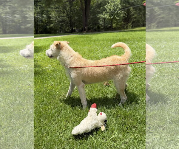 Medium Photo #4 Border Terrier Puppy For Sale in Yardley, PA, USA