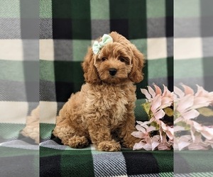 Cock-A-Poo Puppy for sale in NEW HOLLAND, PA, USA