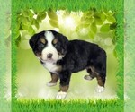 Small #1 Bernese Mountain Dog