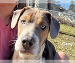 Small Mountain Cur Mix