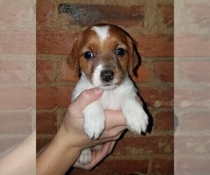 Jack-A-Poo Puppy for sale in FREDERICKSBURG, OH, USA