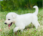 Small #2 German Shepherd Dog