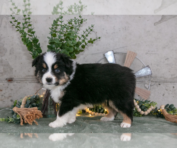 Medium Photo #2 Australian Shepherd Puppy For Sale in CAMDEN, MI, USA
