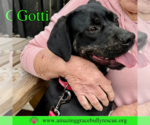 Small #15 Rottweiler-American Pit Bull Terrier