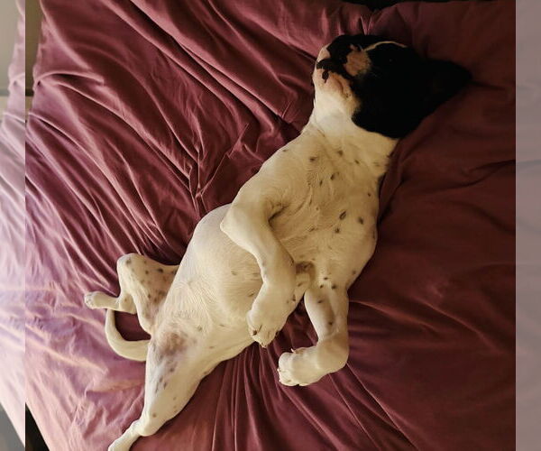 Medium Photo #12 Lab-Pointer Puppy For Sale in Princeton, MN, USA