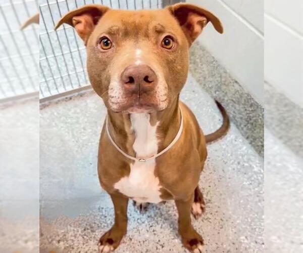 Medium Photo #2 Staffordshire Bull Terrier Puppy For Sale in Houston, TX, USA